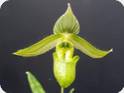 Paph. wardii alba